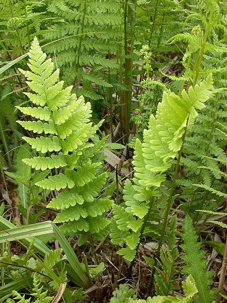 Dryopteris Cristata - Photo by Len Worthington (CC BY-SA 2.0)