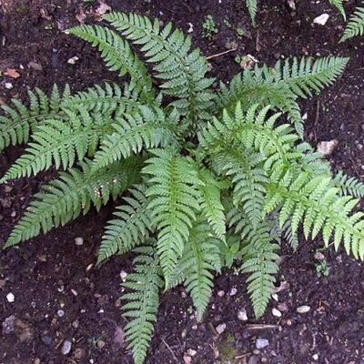 Dryopteris erythrosora - Photo by Zefram (CC BY-SA 3.0)