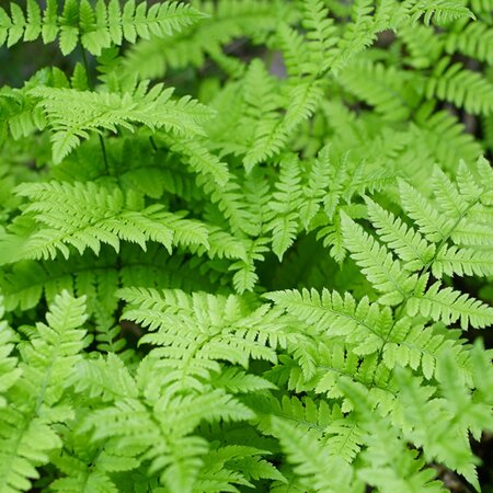 Dryopteris erythrosora 'Compacta' - Image by beauty_of_nature from Pixabay 