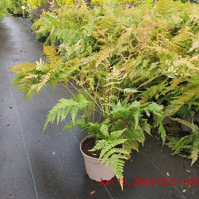 Dryopteris Erythrosora (2L pot)