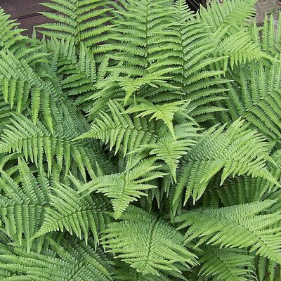 Dryopteris filix-mas - Photo by Exif (CC BY-SA 3.0)