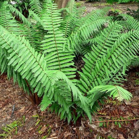Dryopteris Wallachiana - Photo by Stan Shebs (CC BY-SA 3.0)