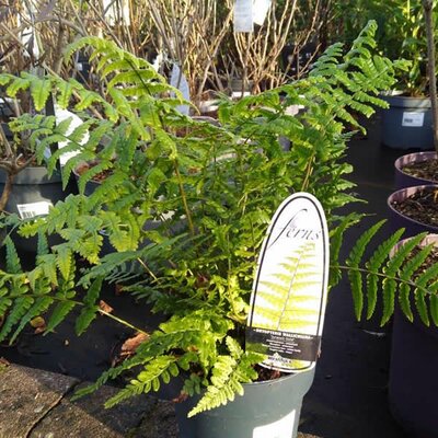 Dryopteris 'Wallichiana' (2L pot)