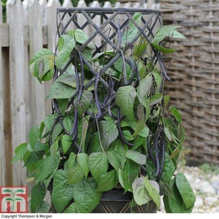 Dwarf Bean 'Mistik' - Image courtesy of Thompson & Morgan