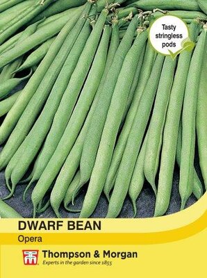 Dwarf Bean Opera - image 2