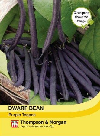 Dwarf Bean Purple Teepee - image 1