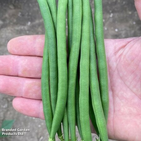 Dwarf French Bean Quartz - Image courtesy of Thompson & Morgan