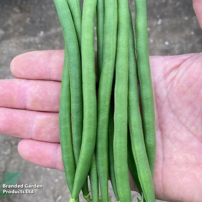 Dwarf French Bean Quartz - Image courtesy of Thompson & Morgan