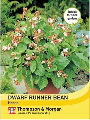 Dwarf Runner Bean Hestia - image 1