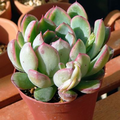 Echeveria chihuahuensis - Image by DJnyanko from Pixabay 