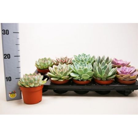 Echeveria (mixed varieties)