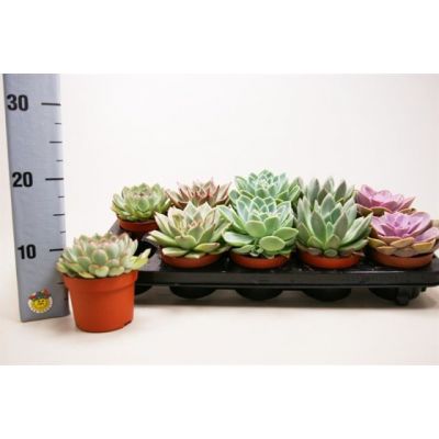 Echeveria (mixed varieties)