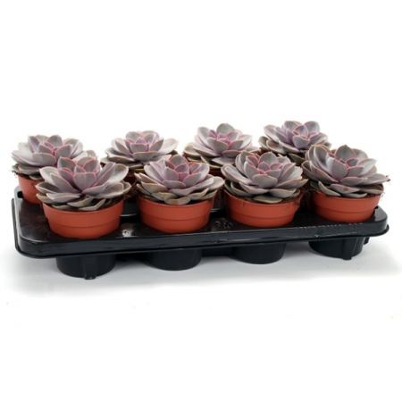 Echeveria 'Pearl of Neurenberg' (12cm pot)