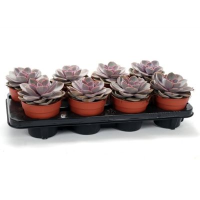 Echeveria 'Pearl of Neurenberg' (12cm pot)