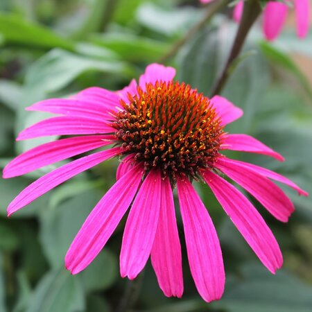 Echinacea 'Courage'® - Image by Sabine Zierer from Pixabay 