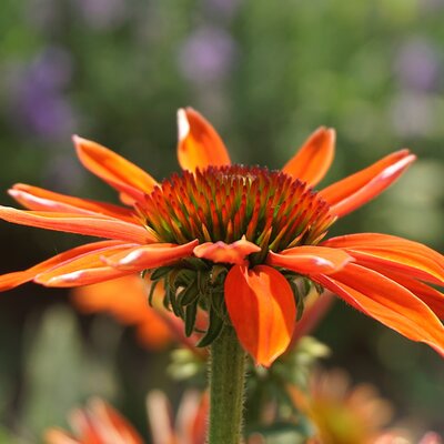 Echinacea 'Devotion'® - Image by ?￰ﾟﾌﾺ?Nowaja?￰ﾟﾌﾺ? from Pixabay 