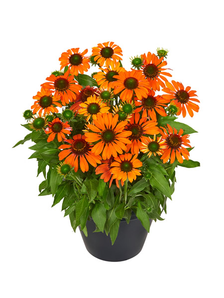 Echinacea 'Fearless'® - Image courtesy of HilverdaFlorist.com