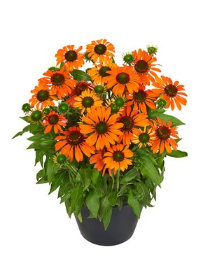 Echinacea 'Fearless'® - Image courtesy of HilverdaFlorist.com