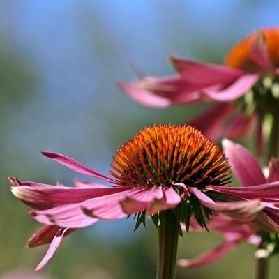 Echinacea 'Magnus' - Image by kie-ker from Pixabay
