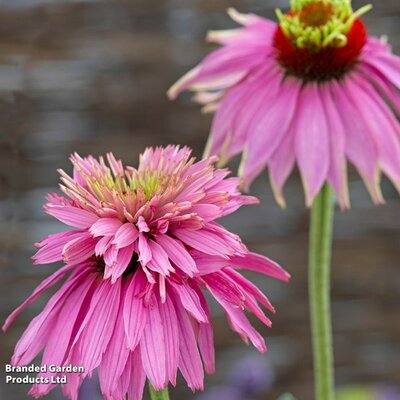 Echinacea Paradiso Super-Duper - Image courtesy of Thompson & Morgan