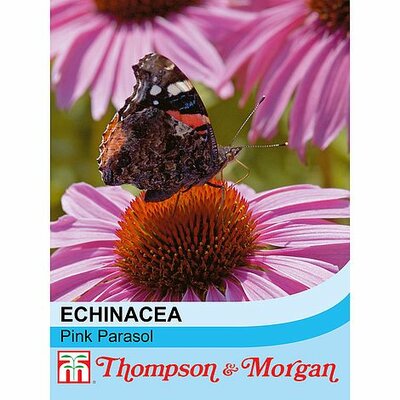 Echinacea 'Pink Parasol' - Image courtesy of T&M