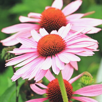 Echinacea 'Sunseekers Blush' - Image by NoName_13 from Pixabay 