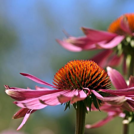 Echinacea purpurea 'Magnus' - Image by kie-ker from Pixabay