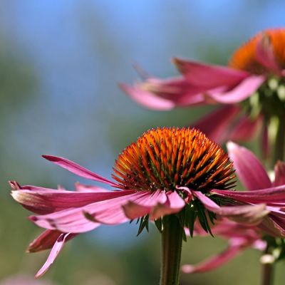 Echinacea purpurea 'Magnus' - Image by kie-ker from Pixabay