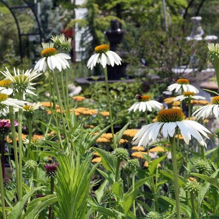 Echinacea 'White Swan' - Photo by David J. Stang (CC BY-SA 4.0)