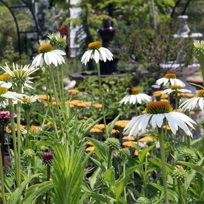 Echinacea 'White Swan' - Photo by David J. Stang (CC BY-SA 4.0)