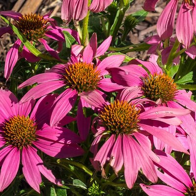 Echinacea purpurea 'Wild Berry' - Photo by F. D. Richards (CC BY-SA 2.0)