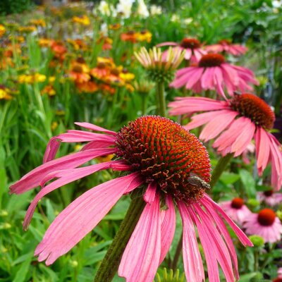 Echinacea 'Summer Cocktail' - Photo taken at Ardcarne Garden Centre, Boyle - 01/08/2025