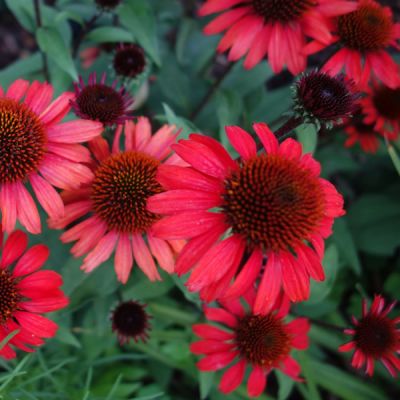 Echinacea "SunSeekers Red" - Image by S. B. from Pixabay 