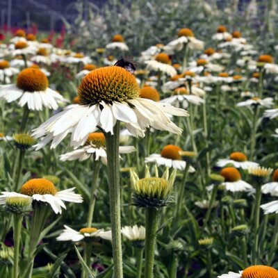 Echinacea White Meditation  - Image courtesy of Schram Plants