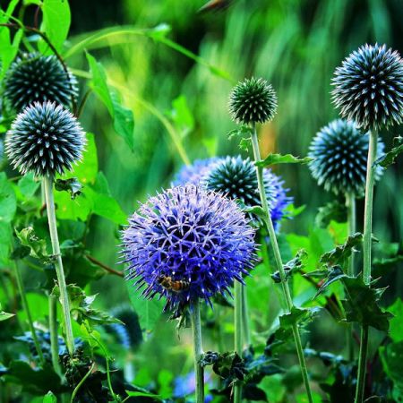 Echinops bann. "Blue Globe" - Image by Mabel Amber from Pixabay 