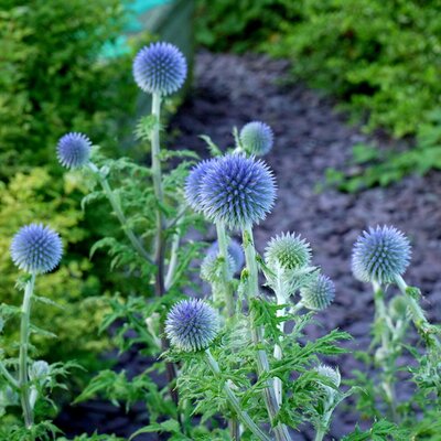 Echinops ritro Veitch Blue - Photo by  Jonathan Billinger (CC BY-SA 2.0)