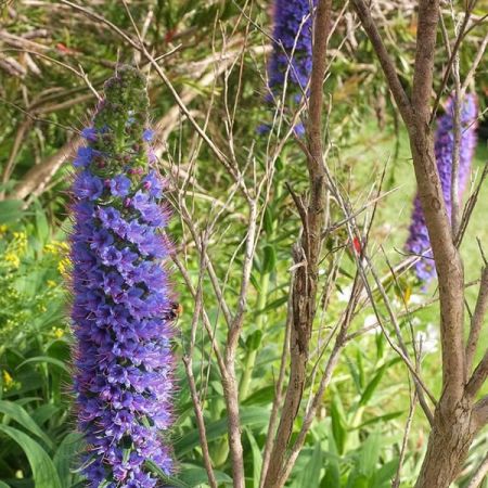 Echium pininana - Photo by Derek Harper (CC BY-SA 2.0)