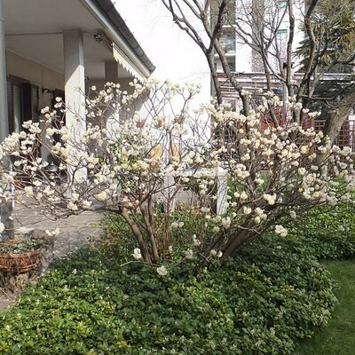 Edgeworthia Chrysantha - Photo by Syrio (CC BY-SA 4.0)
