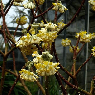 Edgeworthia “Grandiflora” - Photo by peganum (CC BY-SA 2.0)