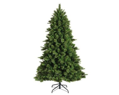 8ft Edmonton spruce tree - image 5