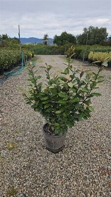 Elaeagnus 'Compacta' - Image courtesy of Pannebakker