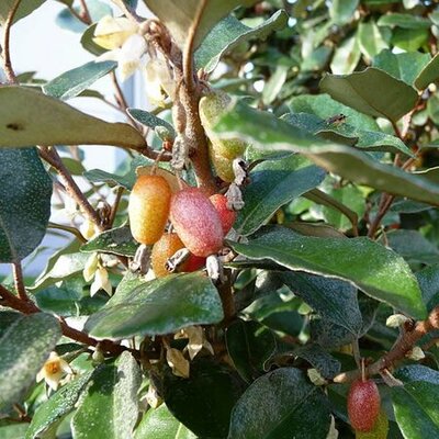 Elaeagnus enbbengii - Image by K. Thomas (CC BY-SA 3.0)