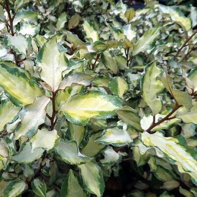 Elaeagnus 'Maryline' (3L pot)