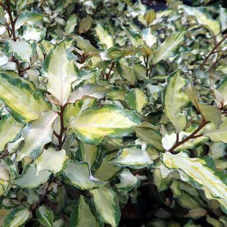 Elaeagnus “Marylene” - Image courtesy of Plant Heritage
