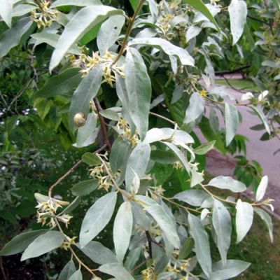 Elaeagnus "Quicksilver" - Photo by Leonora (Ellie) Enking (CC BY-SA 2.0)