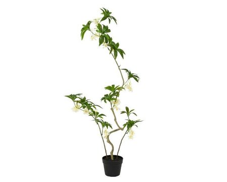 Elaeocarpaceae tree with flowers