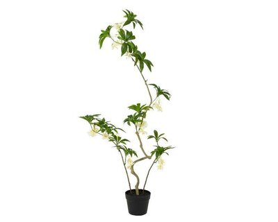 Elaeocarpaceae tree with flowers