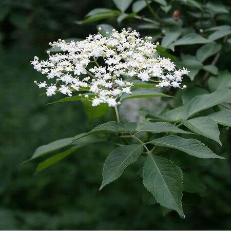 Elderberry - Photo by Franz Xaver (GFDL)