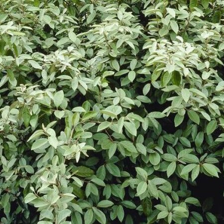 Elaeagnus ebbengii Compacta (3L pot)