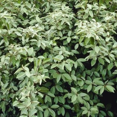 Elaeagnus ebbengii Compacta (3L pot)